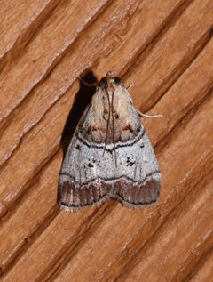 Pococera maritimalis by (c) Laura Gaudette, some rights reserved (CC BY), uploaded by Laura Gaudette. Used under a CC-BY license.