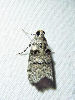 Pococera tiltella by (c) Annika Lindqvist, some rights reserved (CC BY), uploaded by Annika Lindqvist. Used under a CC-BY license.