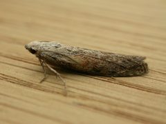 Aphomia by (c) Donald Hobern, some rights reserved (CC BY). Used under a CC-BY license.