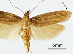 Aphomia by (c) CSIRO, some rights reserved (CC BY). Used under a CC-BY license.