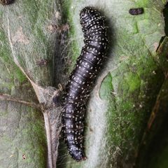 Omphalocera cariosa by (c) Adrienne van den Beemt, some rights reserved (CC BY), uploaded by Adrienne van den Beemt. Used under a CC-BY license.