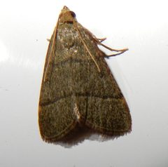 Hypsopygia nostralis by (c) Henry de Lange, some rights reserved (CC BY), uploaded by Henry de Lange. Used under a CC-BY license.