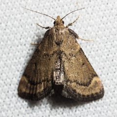 Hypsopygia phoezalis by (c) Ken-ichi Ueda, some rights reserved (CC BY), uploaded by Ken-ichi Ueda. Used under a CC-BY license.