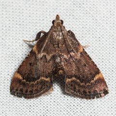 Hypsopygia phoezalis by (c) Ken-ichi Ueda, some rights reserved (CC BY). Used under a CC-BY license.