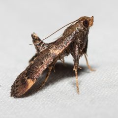 Hypsopygia phoezalis by (c) Ken-ichi Ueda, some rights reserved (CC BY). Used under a CC-BY license.