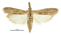 Macrorrhinia endonephele by (c) Landcare Research New Zealand Ltd., some rights reserved (CC BY). Used under a CC-BY license.