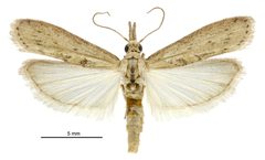 Macrorrhinia endonephele by (c) Landcare Research New Zealand Ltd., some rights reserved (CC BY). Used under a CC-BY license.