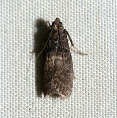 Acrobasis betulivorella by (c) David George, some rights reserved (CC BY), uploaded by David George. Used under a CC-BY license.