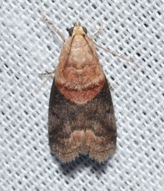 Acrobasis caryalbella by no rights reserved, uploaded by Chrissy McClarren and Andy Reago. Used under a CC0 license.