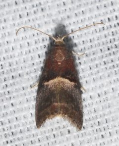 Acrobasis exsulella by (c) Andy Reago & Chrissy McClarren, some rights reserved (CC BY). Used under a CC-BY license.