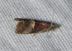 Acrobasis exsulella by (c) Andy Reago & Chrissy McClarren, some rights reserved (CC BY). Used under a CC-BY license.