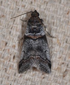 Acrobasis by (c) Don Loarie, some rights reserved (CC BY). Used under a CC-BY license.