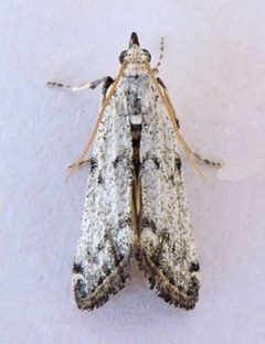 Bethulia championella by (c) jimeckert49, some rights reserved (CC BY). Used under a CC-BY license.