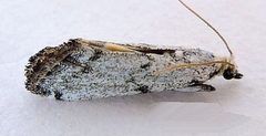 Bethulia championella by (c) jimeckert49, some rights reserved (CC BY). Used under a CC-BY license.