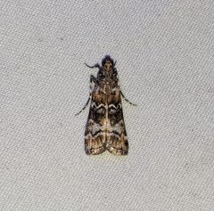 Dioryctria banksiella by no rights reserved, uploaded by Ben Keen. Used under a CC0 license.