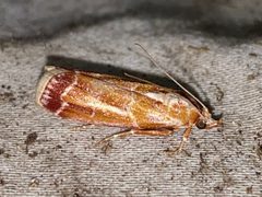 Dioryctria disclusa by (c) Samuel Paul Galick, some rights reserved (CC BY), uploaded by Samuel Paul Galick. Used under a CC-BY license.