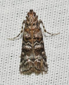 Dioryctria zimmermani by no rights reserved, uploaded by Chrissy McClarren and Andy Reago. Used under a CC0 license.