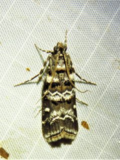 Dioryctria zimmermani by (c) Annika Lindqvist, some rights reserved (CC BY), uploaded by Annika Lindqvist. Used under a CC-BY license.