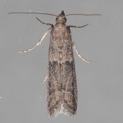 Ephestiodes gilvescentella by (c) Victor Engel, some rights reserved (CC BY), uploaded by Victor Engel. Used under a CC-BY license.