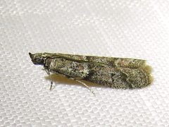 Ephestiodes gilvescentella by (c) Annika Lindqvist, some rights reserved (CC BY), uploaded by Annika Lindqvist. Used under a CC-BY license.