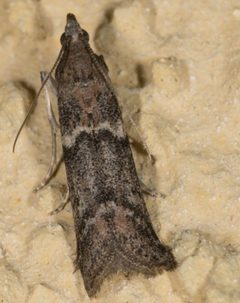 Ephestiodes gilvescentella by no rights reserved, uploaded by Jesse Rorabaugh. Used under a CC0 license.