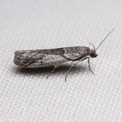 Homoeosoma impressalis by (c) Ken-ichi Ueda, some rights reserved (CC BY), uploaded by Ken-ichi Ueda. Used under a CC-BY license.