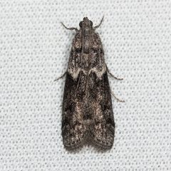 Phycitinae by (c) Ken-ichi Ueda, some rights reserved (CC BY). Used under a CC-BY license.