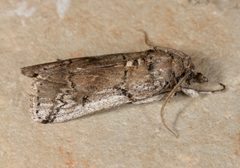Melitara prodenialis by (c) Laura Gaudette, some rights reserved (CC BY), uploaded by Laura Gaudette. Used under a CC-BY license.