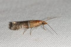 Moodna pallidostrinella by (c) Owen Strickland, some rights reserved (CC BY), uploaded by Owen Strickland. Used under a CC-BY license.