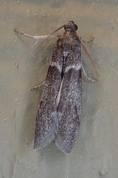 Myelopsis subtetricella by (c) Stan Rullman, some rights reserved (CC BY), uploaded by Stan Rullman. Used under a CC-BY license.