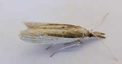 Peoria opacella by (c) jimeckert49, some rights reserved (CC BY). Used under a CC-BY license.
