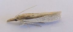 Peoria opacella by (c) jimeckert49, some rights reserved (CC BY). Used under a CC-BY license.