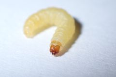 Plodia interpunctella by (c) Radu Teodoreanu, some rights reserved (CC BY), uploaded by Radu Teodoreanu. Used under a CC-BY license.