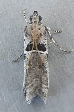 Quasisalebria admixta by (c) jimeckert49, some rights reserved (CC BY). Used under a CC-BY license.
