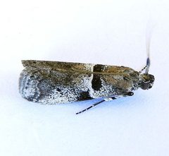Quasisalebria admixta by (c) jimeckert49, some rights reserved (CC BY). Used under a CC-BY license.