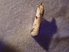 Rostrolaetilia placidissima by no rights reserved, uploaded by Ellyne Geurts. Used under a CC0 license.