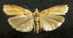 Sciota rubescentella by (c) Doug Macaulay, some rights reserved (CC BY), uploaded by Doug Macaulay. Used under a CC-BY license.