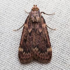 Aglossa by (c) Ken-ichi Ueda, some rights reserved (CC BY), uploaded by Ken-ichi Ueda. Used under a CC-BY license.