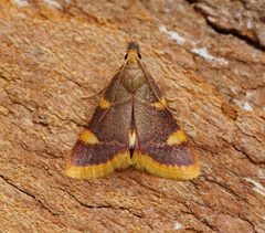 Hypsopygia costalis by (c) Ben Sale, some rights reserved (CC BY). Used under a CC-BY license.