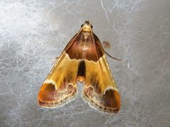 Pyralis farinalis by (c) Annika Lindqvist, some rights reserved (CC BY), uploaded by Annika Lindqvist. Used under a CC-BY license.