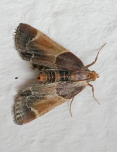 Pyralis farinalis by no rights reserved, uploaded by Christian Kahle. Used under a CC0 license.