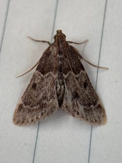 Pyralis manihotalis by (c) Thomas Irvine, some rights reserved (CC BY), uploaded by Thomas Irvine. Used under a CC-BY license.
