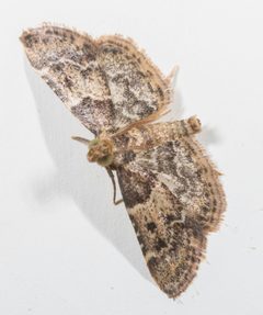 Pyralis manihotalis by (c) portioid, some rights reserved (CC BY), uploaded by portioid. Used under a CC-BY license.
