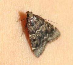 Pyralis manihotalis by (c) portioid, some rights reserved (CC BY), uploaded by portioid. Used under a CC-BY license.