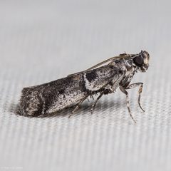 Quasisalebria occidentalis by (c) Ken-ichi Ueda, some rights reserved (CC BY), uploaded by Ken-ichi Ueda. Used under a CC-BY license.