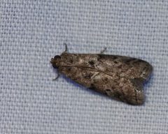 Salebriaria integra by (c) hr_dragonfly, some rights reserved (CC BY), uploaded by hr_dragonfly. Used under a CC-BY license.