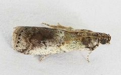 Salebriaria pallidella by (c) jimeckert49, some rights reserved (CC BY). Used under a CC-BY license.