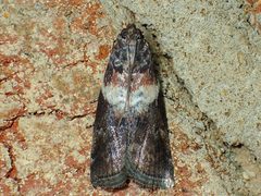 Salebriaria rufimaculatella by (c) John P Friel, some rights reserved (CC BY), uploaded by John P Friel. Used under a CC-BY license.