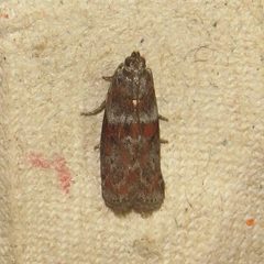 Sciota carneella by (c) Dan MacNeal, some rights reserved (CC BY), uploaded by Dan MacNeal. Used under a CC-BY license.