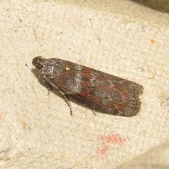 Sciota carneella by (c) Dan MacNeal, some rights reserved (CC BY), uploaded by Dan MacNeal. Used under a CC-BY license.